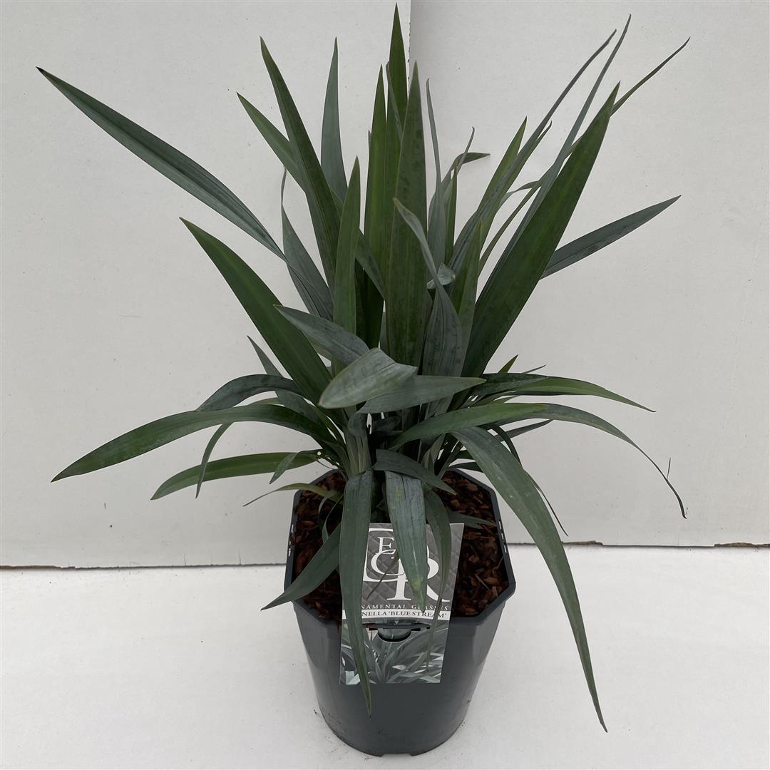 Dianella &