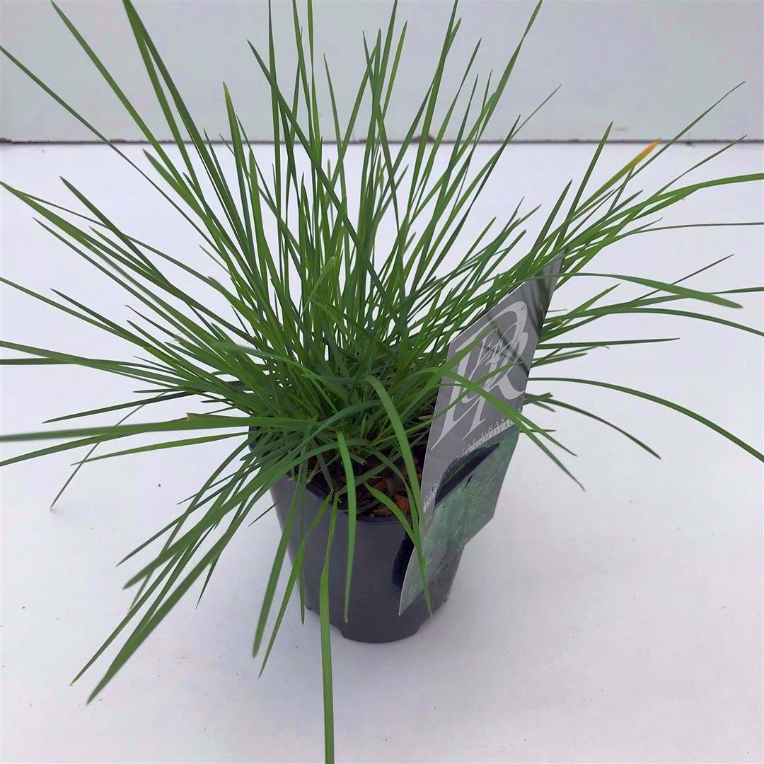 Deschampsia cesp. &