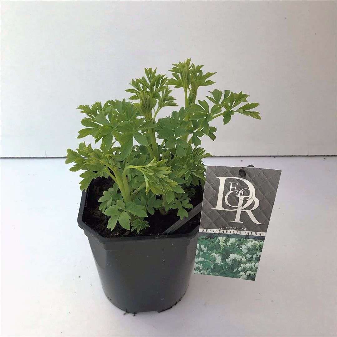Dicentra spectabilis &