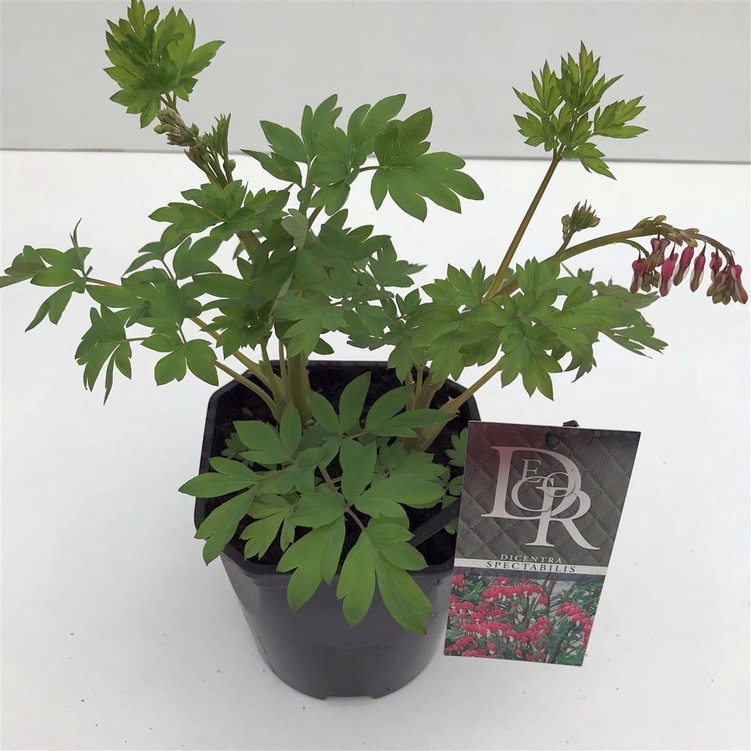 Dicentra spectabilis C2 (2 liters kruka / 17 cm kruka)