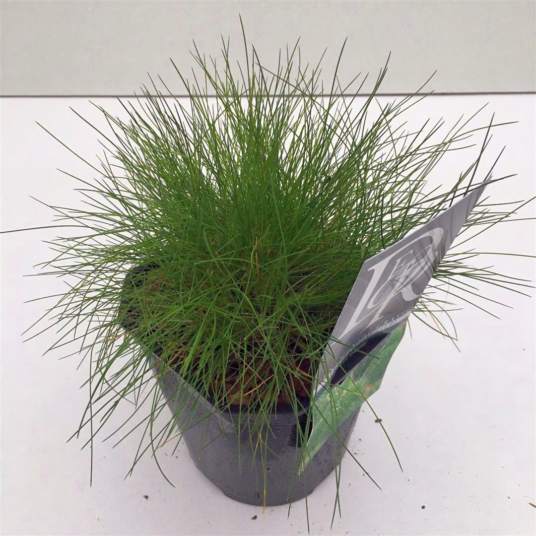 Festuca gautieri C2 (2 liters kruka)