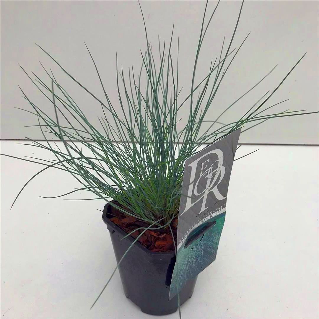 Festuca glauca &