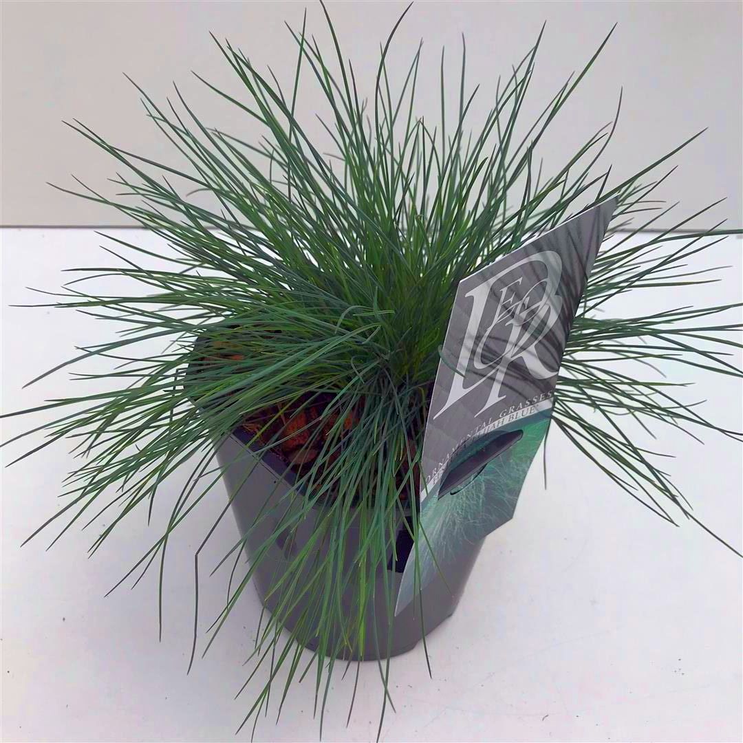 Festuca glauca &