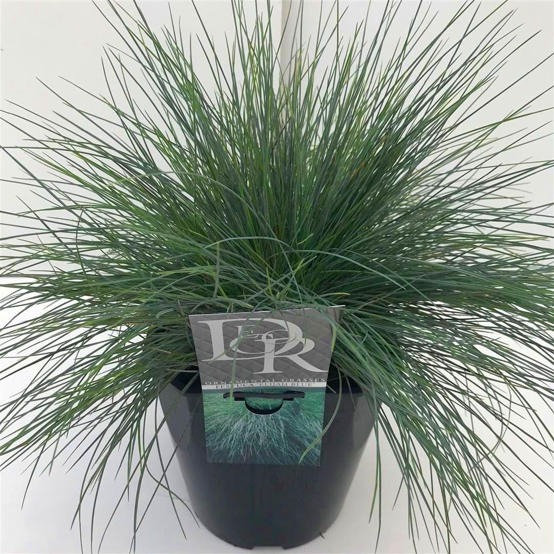 Festuca glauca &