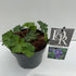 TW-2377466