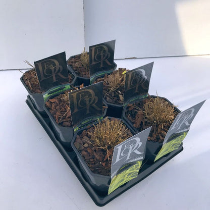 Hakonechloa mix i brätte C2 (2 liters kruka) / 17 cm kruka