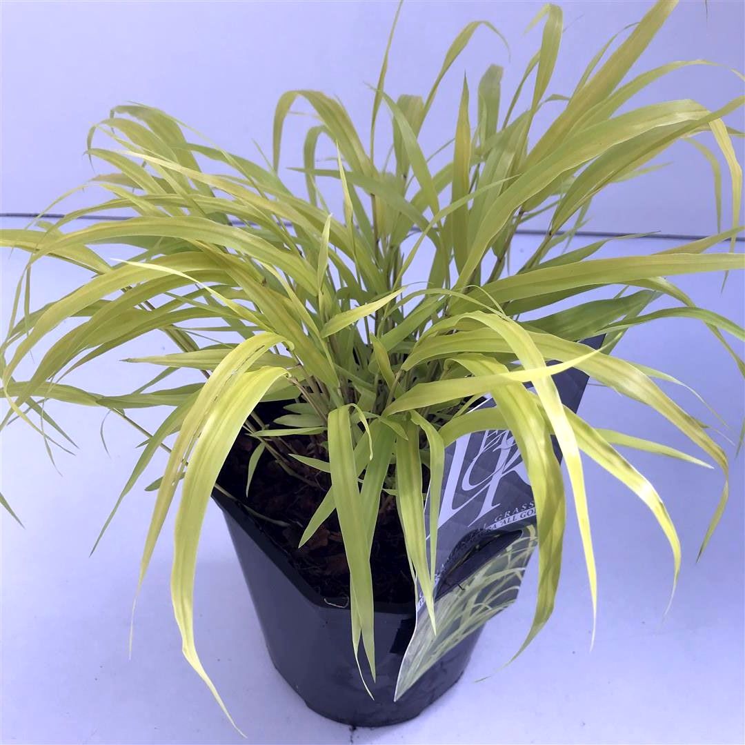 Hakonechloa macra &