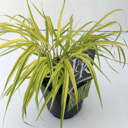 Hakonechloa macra &