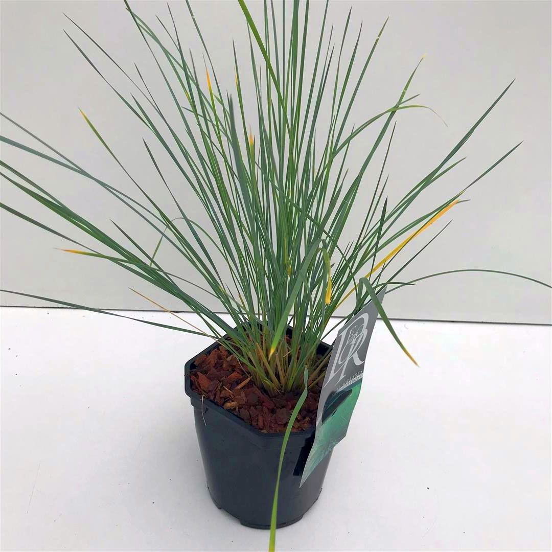 Blåhavre sempervirens - C2/P17