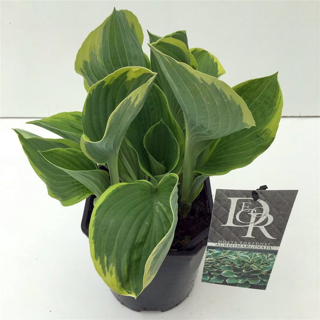 Hosta fort. &