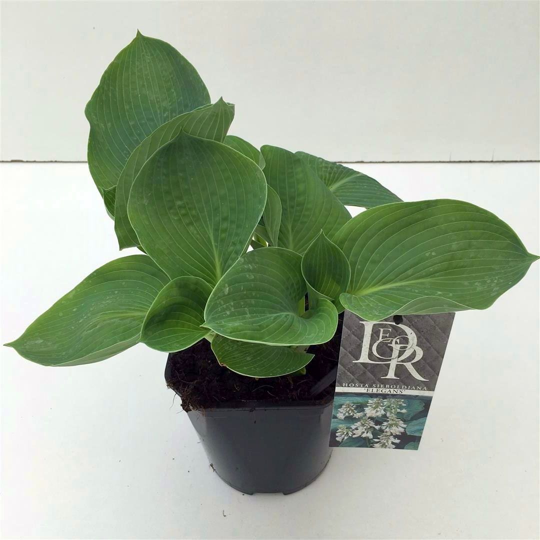 Hosta sieb. &