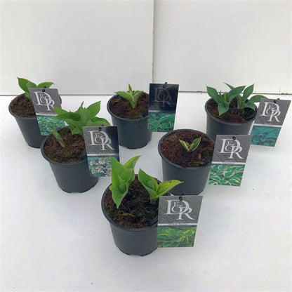 Hosta i olika sorter - C1 (1 liters kruka) / 13 cm kruka