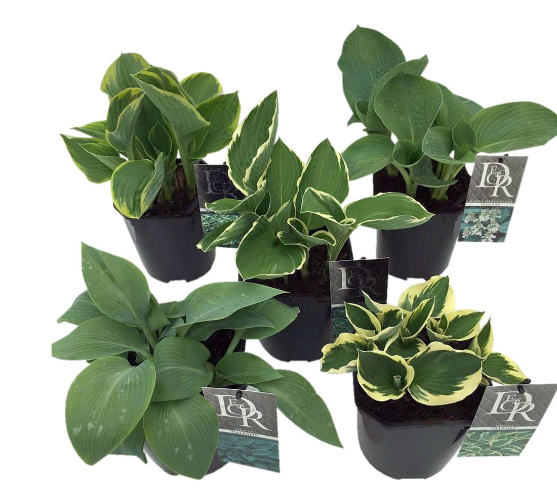 Funkia in cultivars - C2/P17