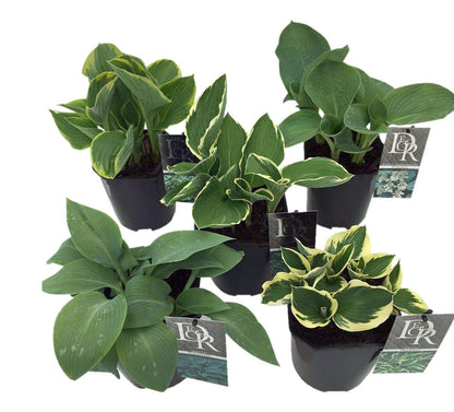 Hosta, olika sorter - C2 (2 liters kruka) / 17 cm kruka