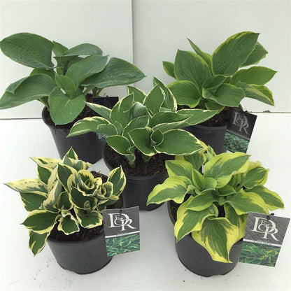 Hosta, olika sorter - C3 (3 liters kruka) / 19 cm kruka