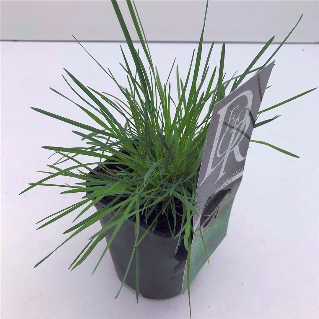 Koeleria glauca - 9 cm kruka