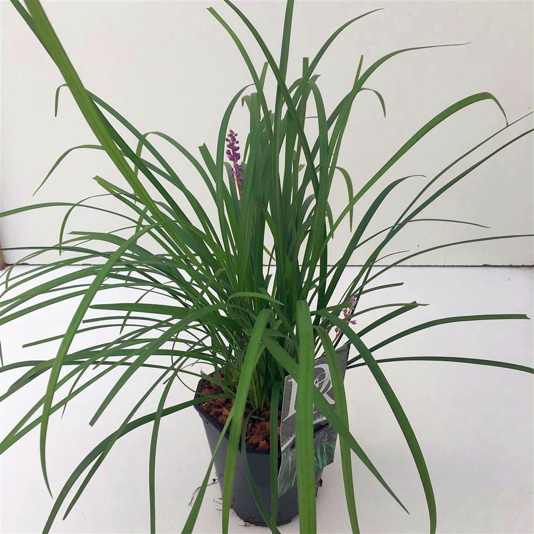 Liriope musc. &