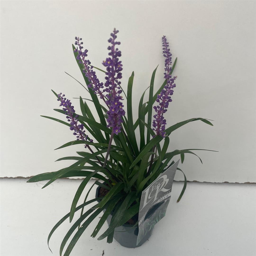 Liriope muscari &