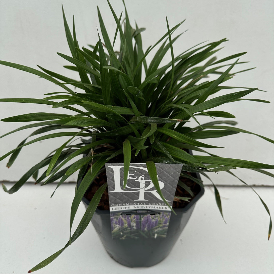 Liriope musc. &
