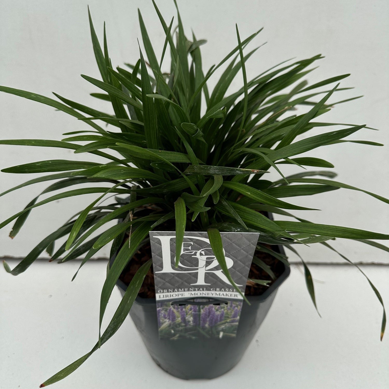 Liriope musc. &