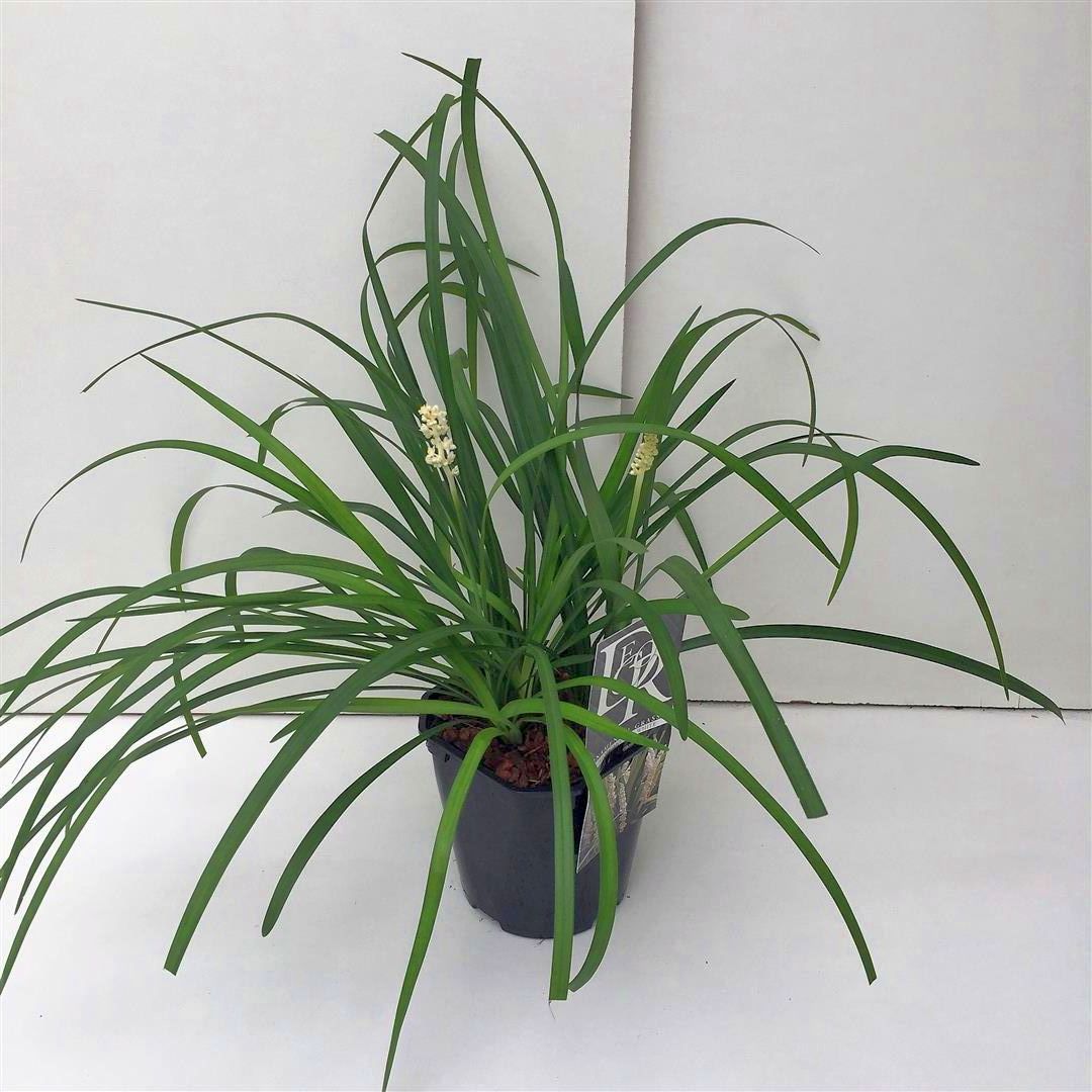 Liriope musc. &