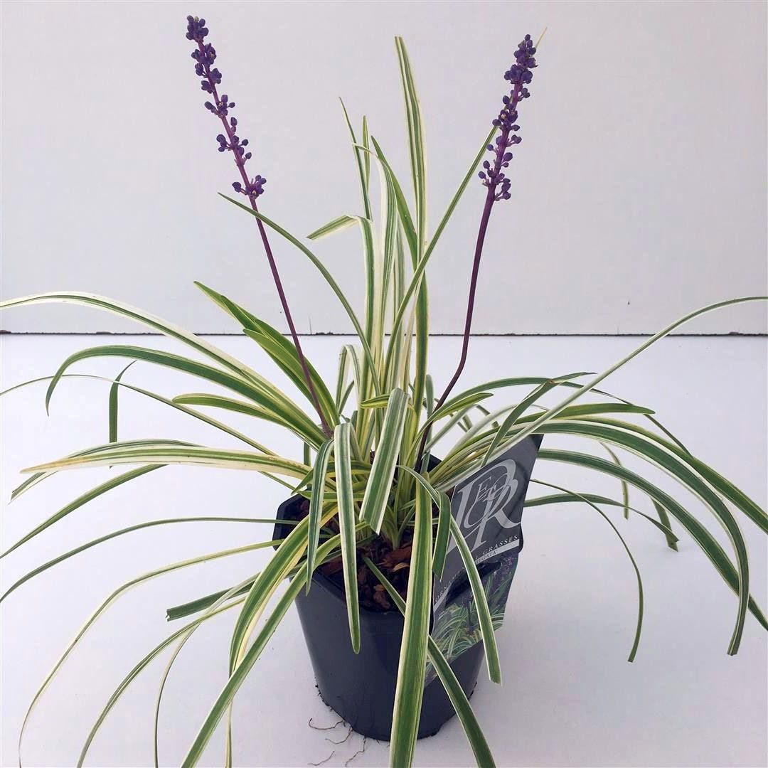 Liriope musc. &