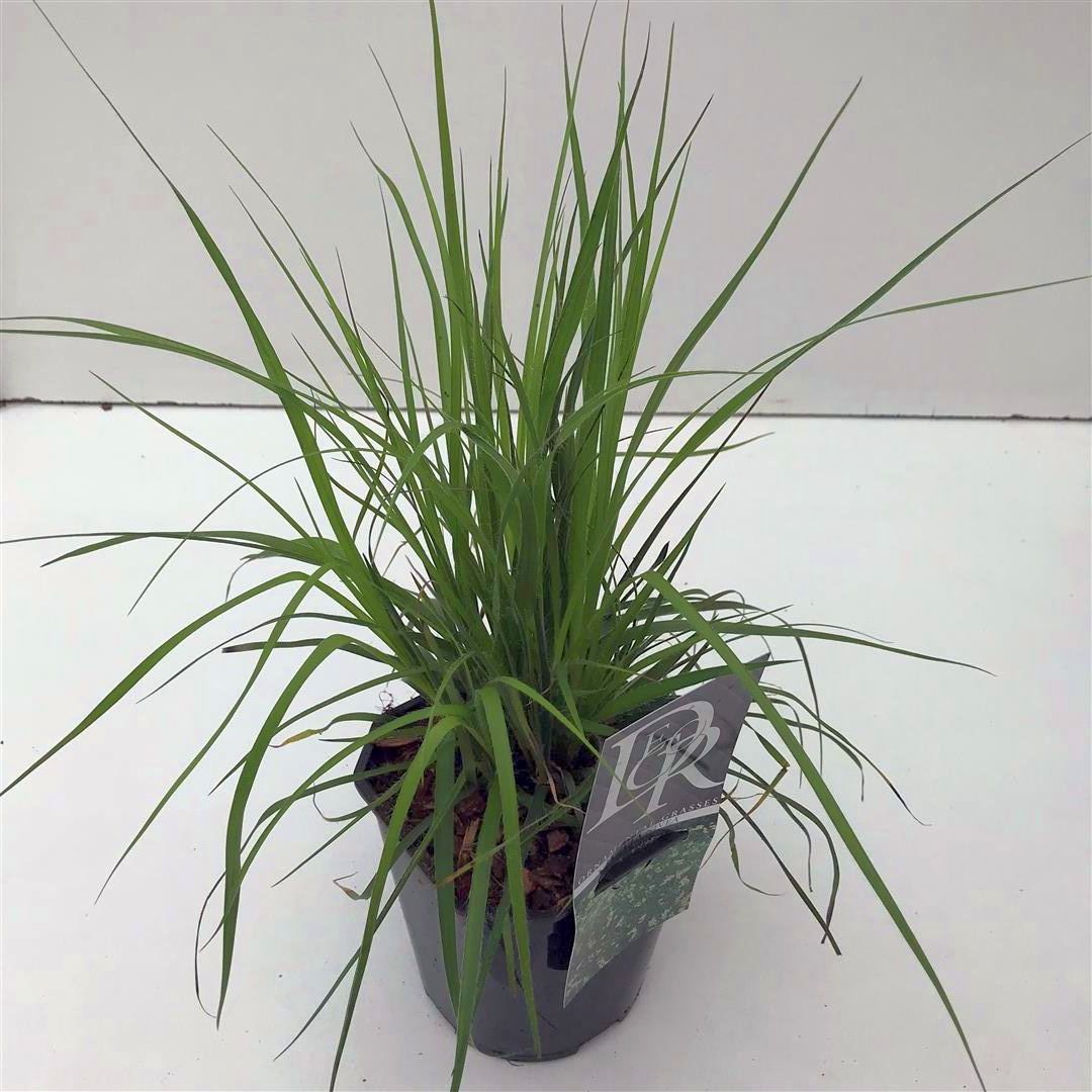 Luzula nivea (Snöfryle) - 9 cm kruka