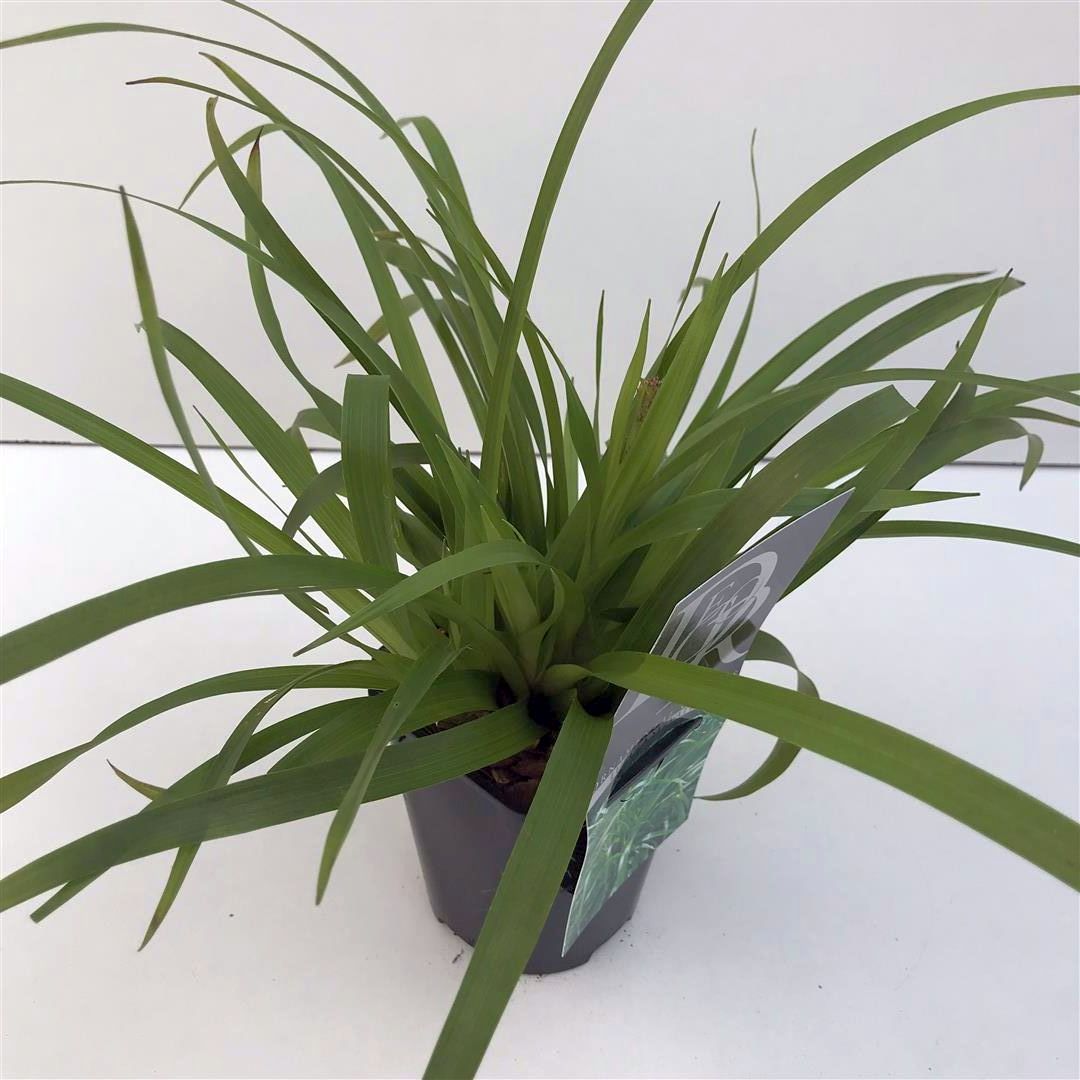 Luzula sylvatica - 9 cm kruka