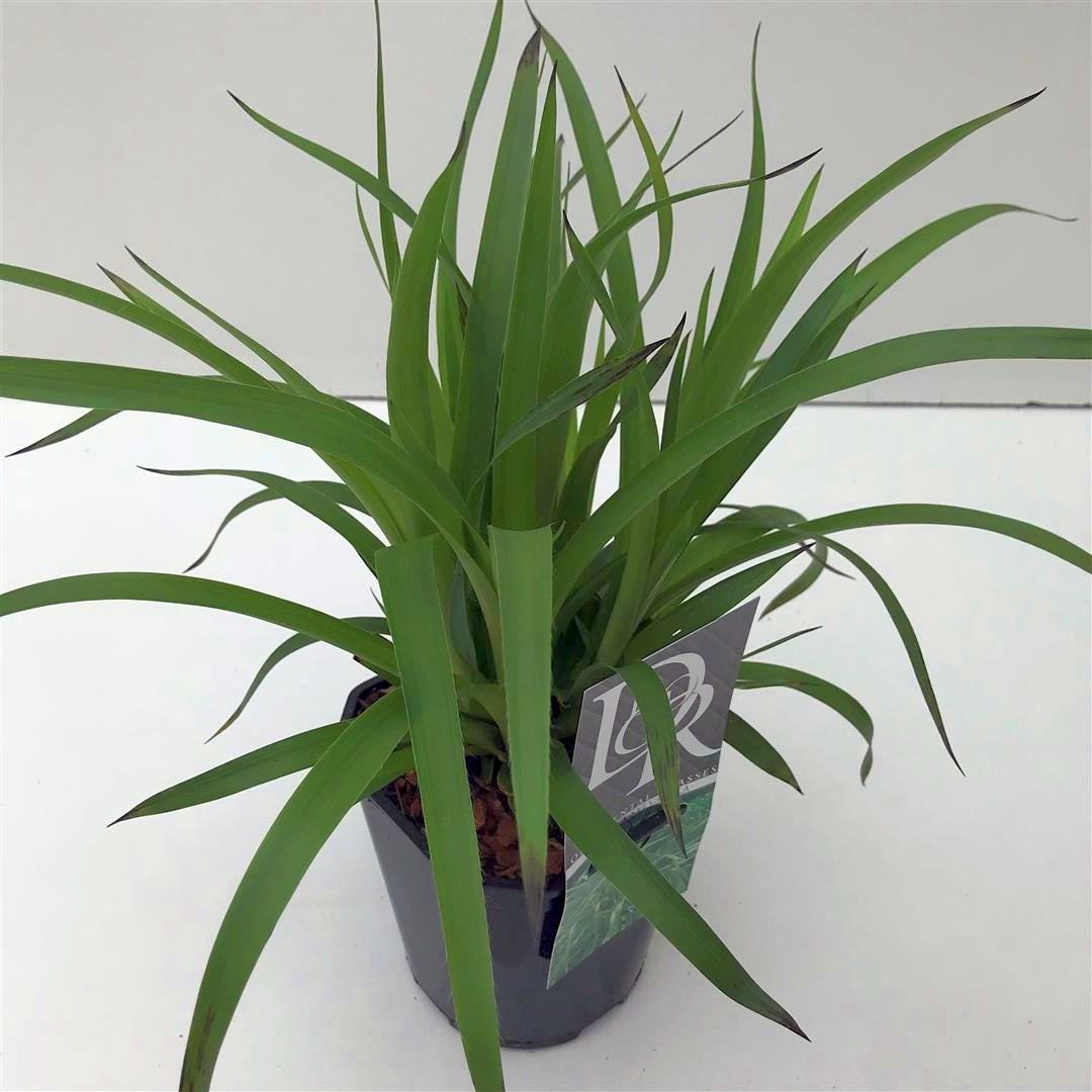 Fryle sylvatica - C2/P17