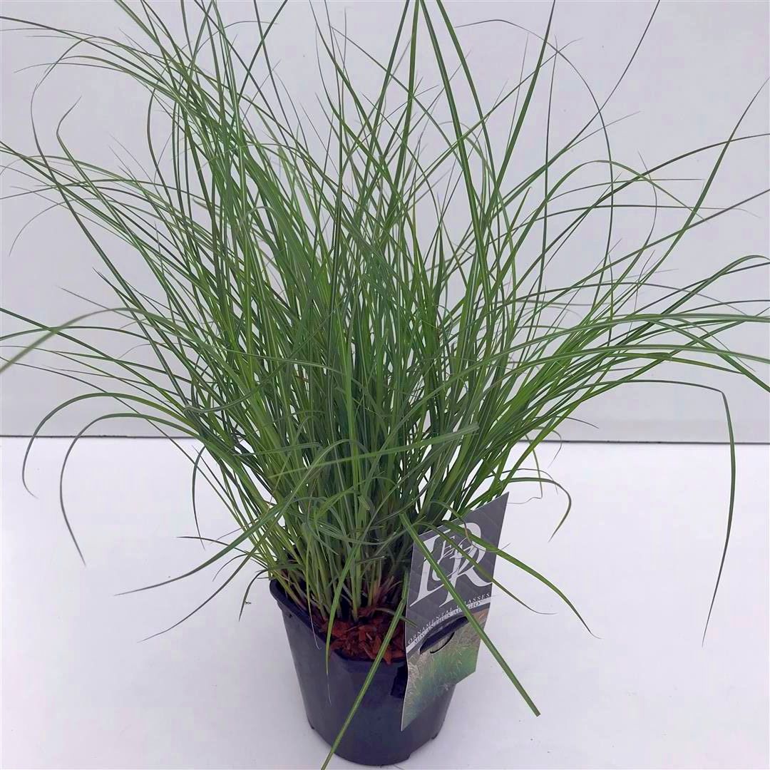 Miscanthus sinensis &