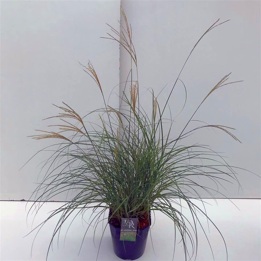 Miscanthus sin. &