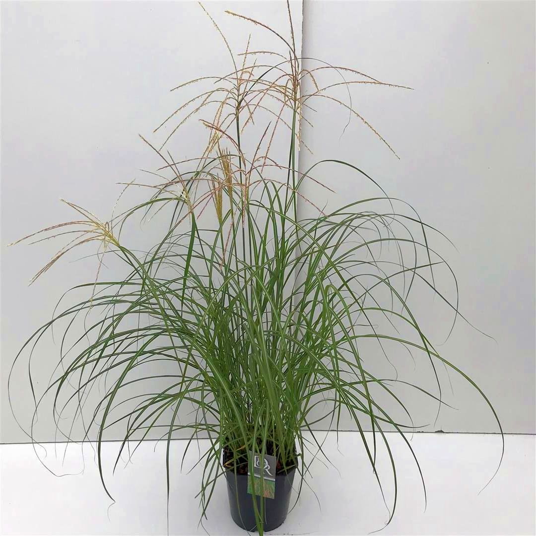 Miscanthus sin. &