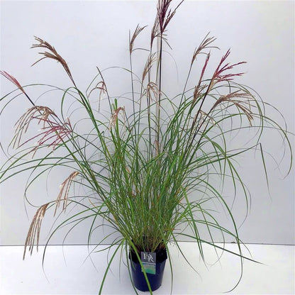 Miscanthus sin. &