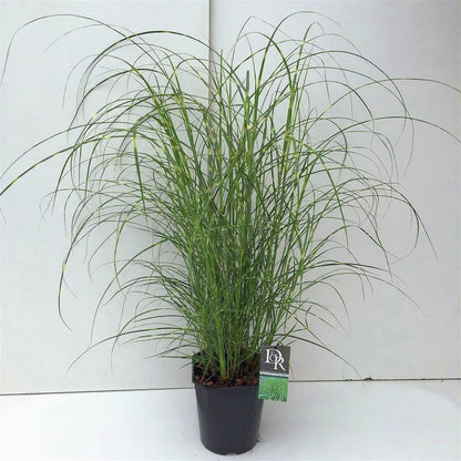 Miscanthus sin. &