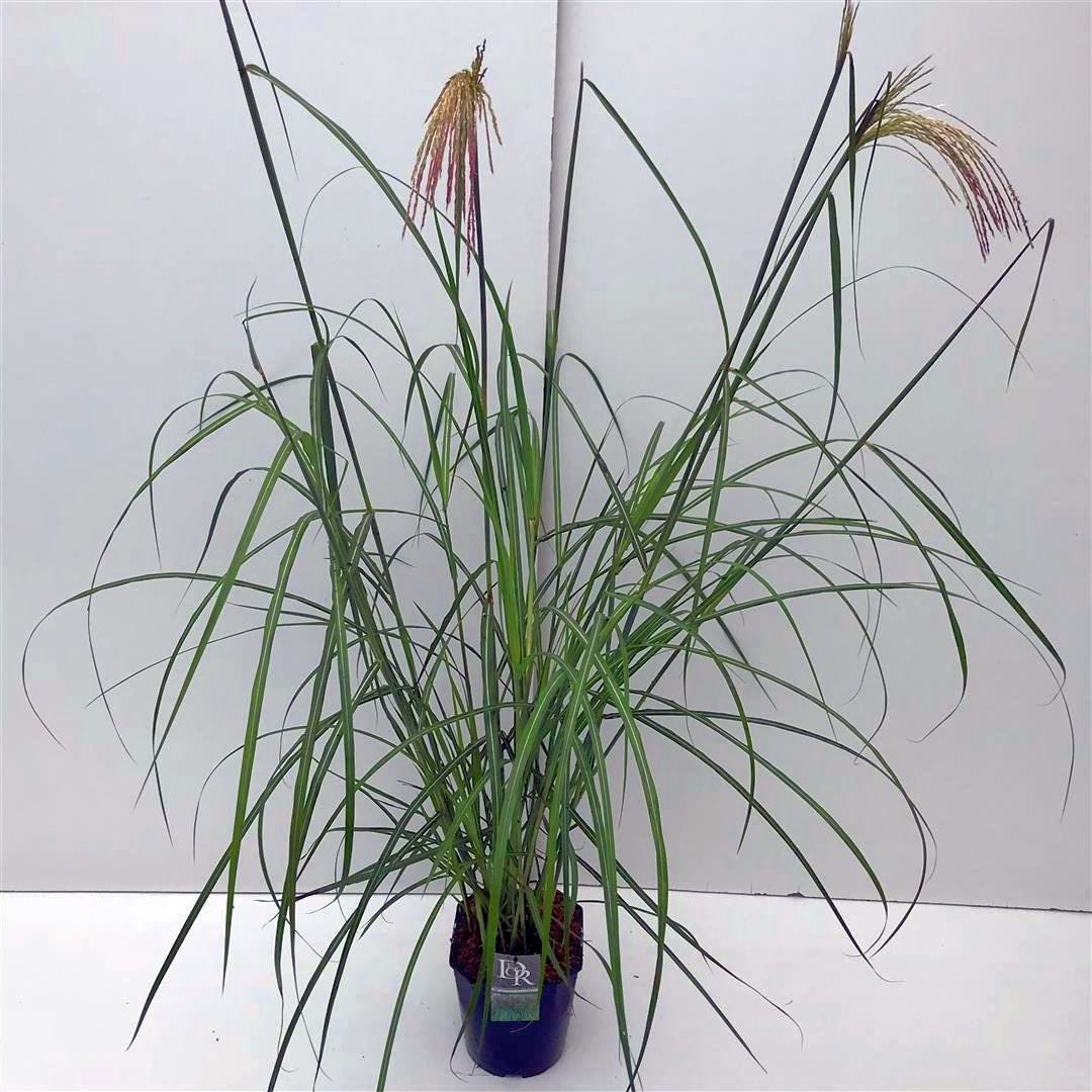 Miscanthus sinensis &