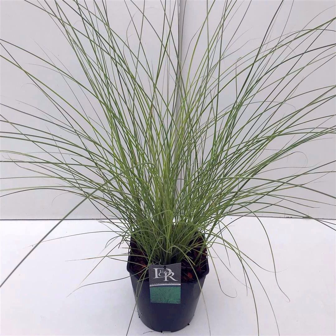 Miscanthus sinensis &