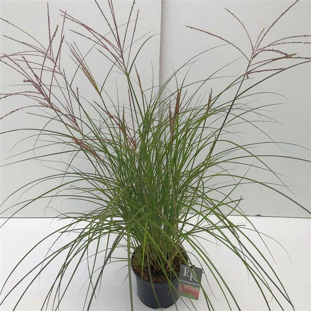 Miscanthus sinensis &