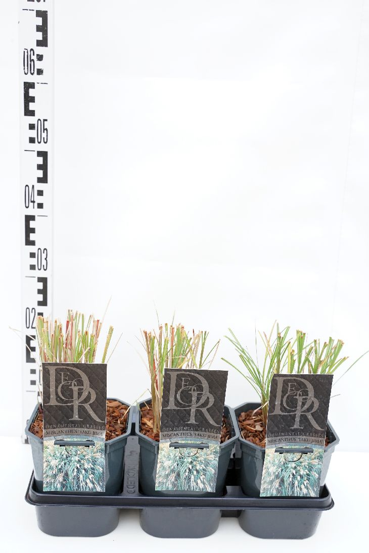 Miscanthus sin. &