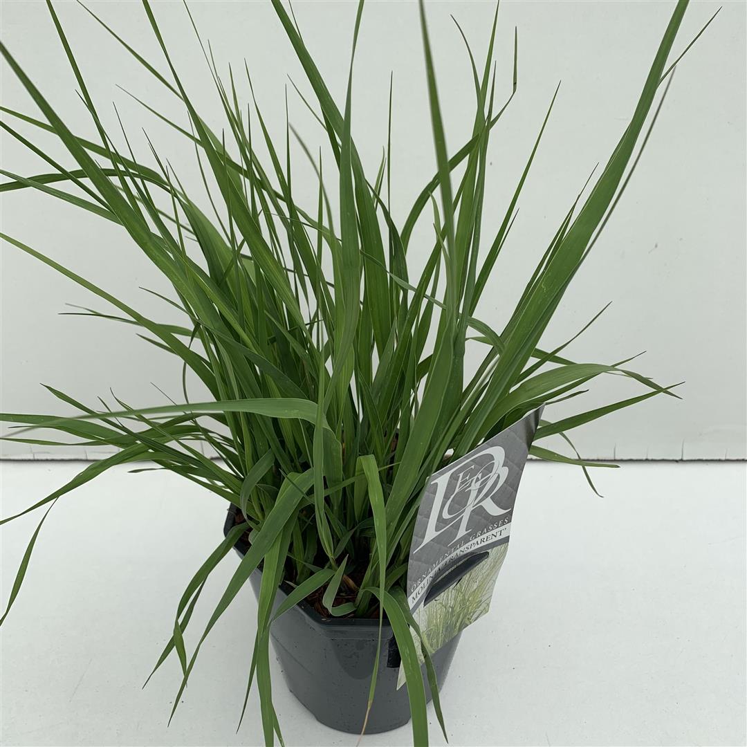 Molinia arundinacea &
