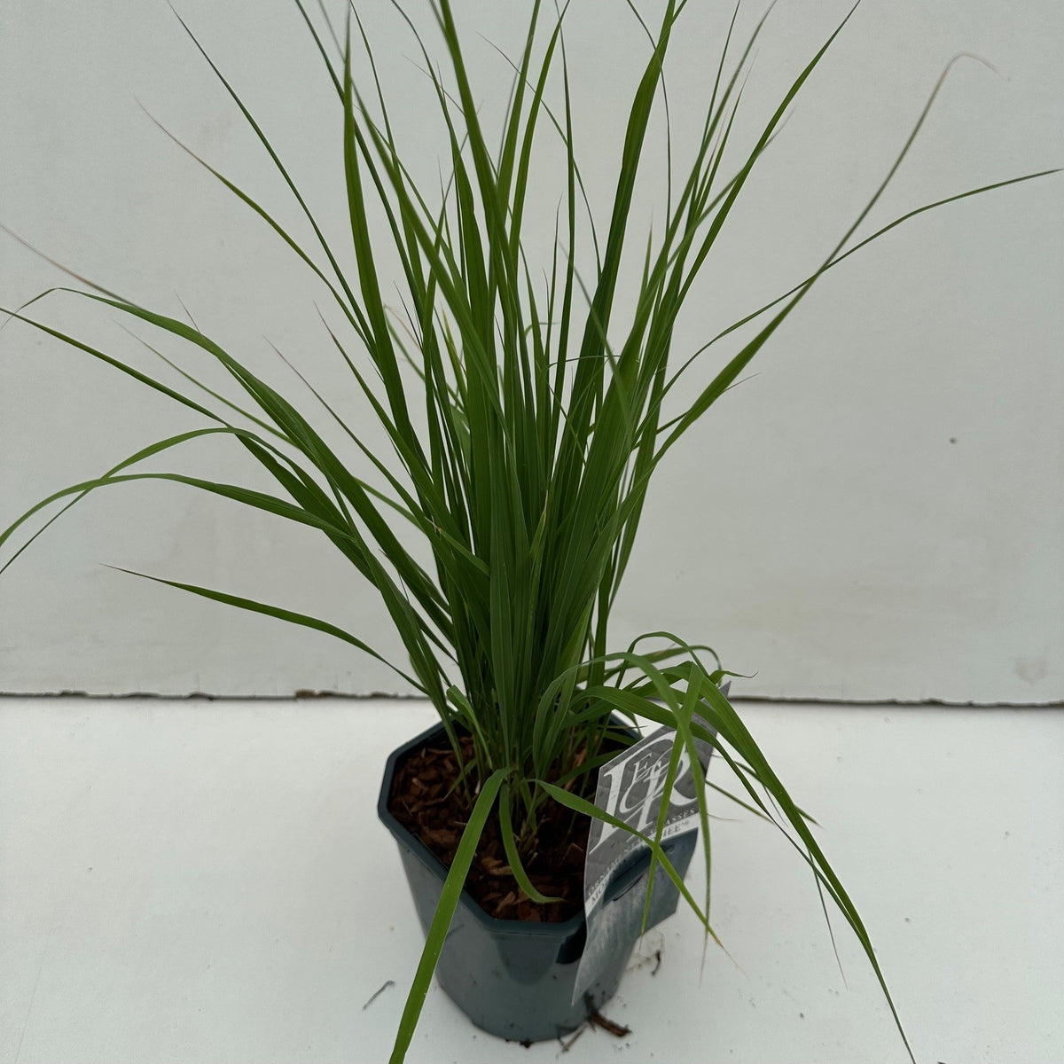 Molinia caerulea &