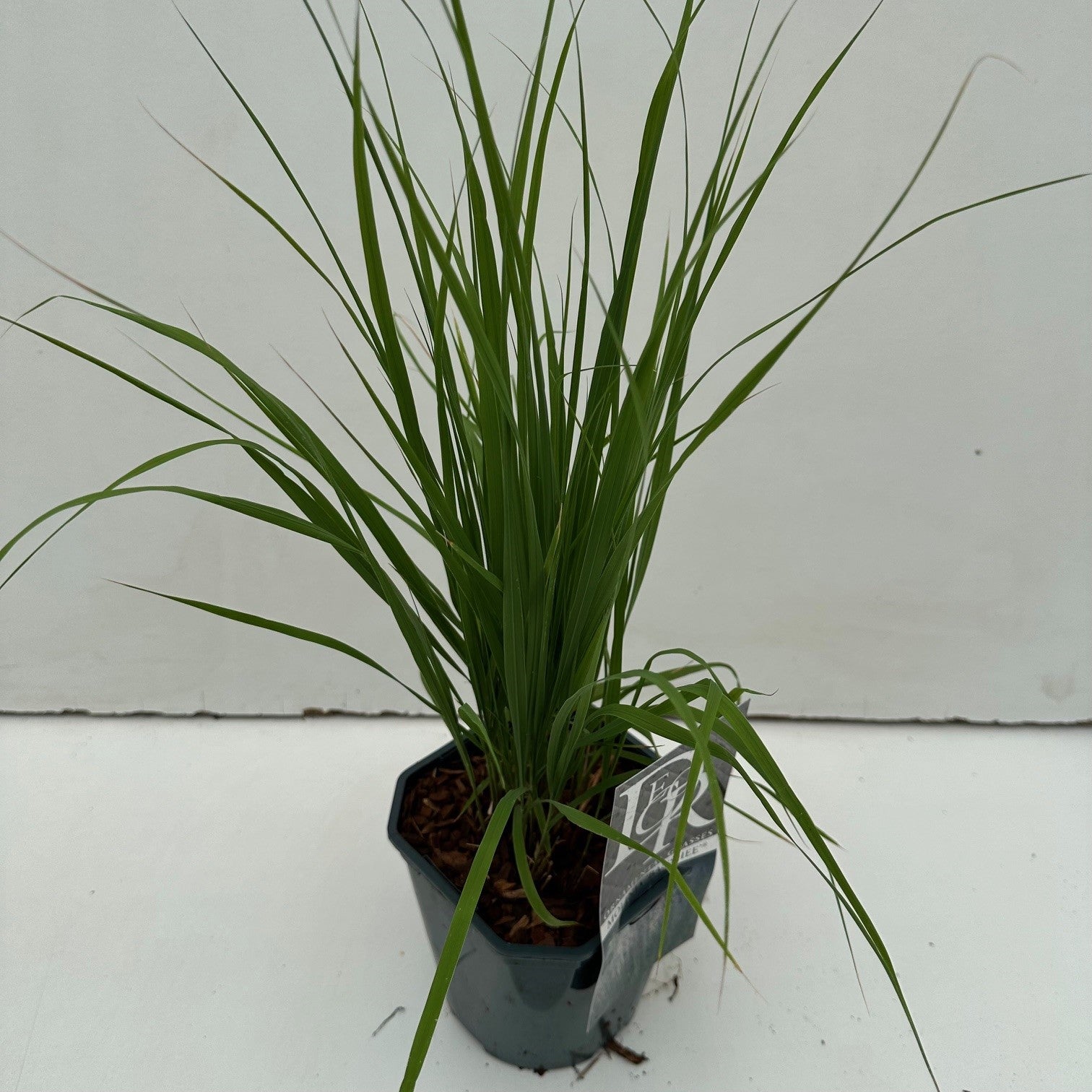 Molinia caerulea &