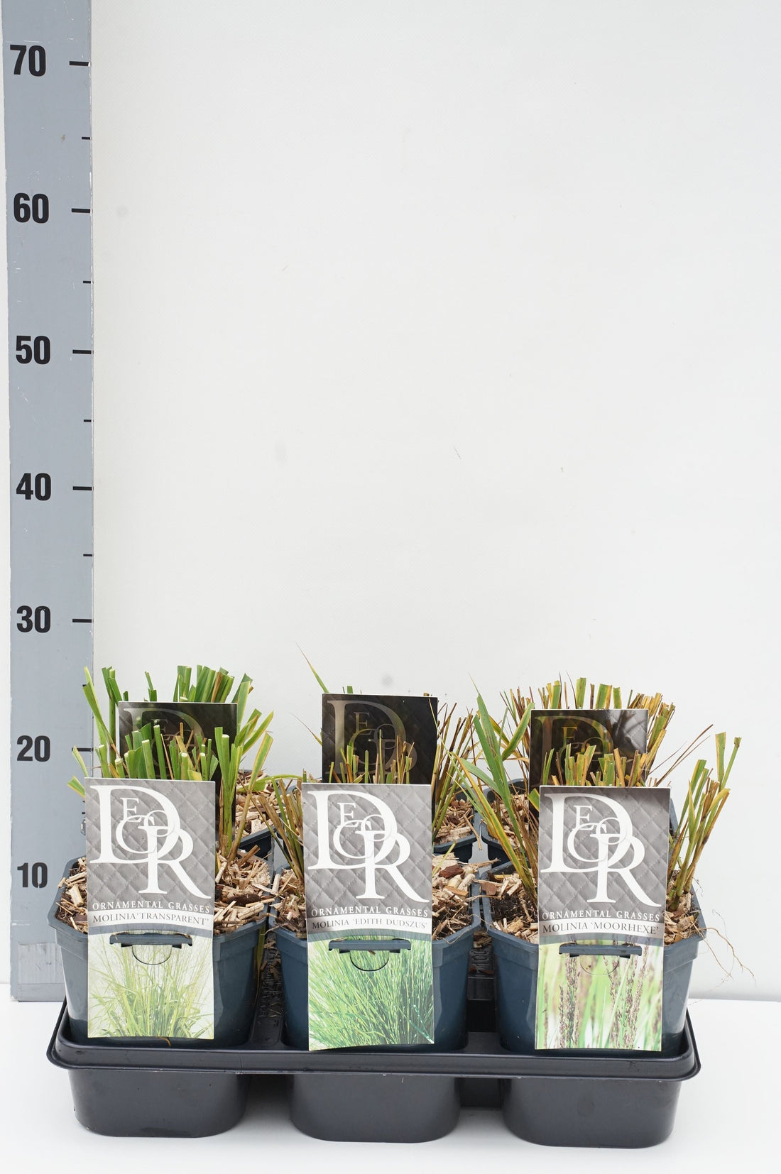 Blåtåtel in cultivars (mix in trays) - C2/P17