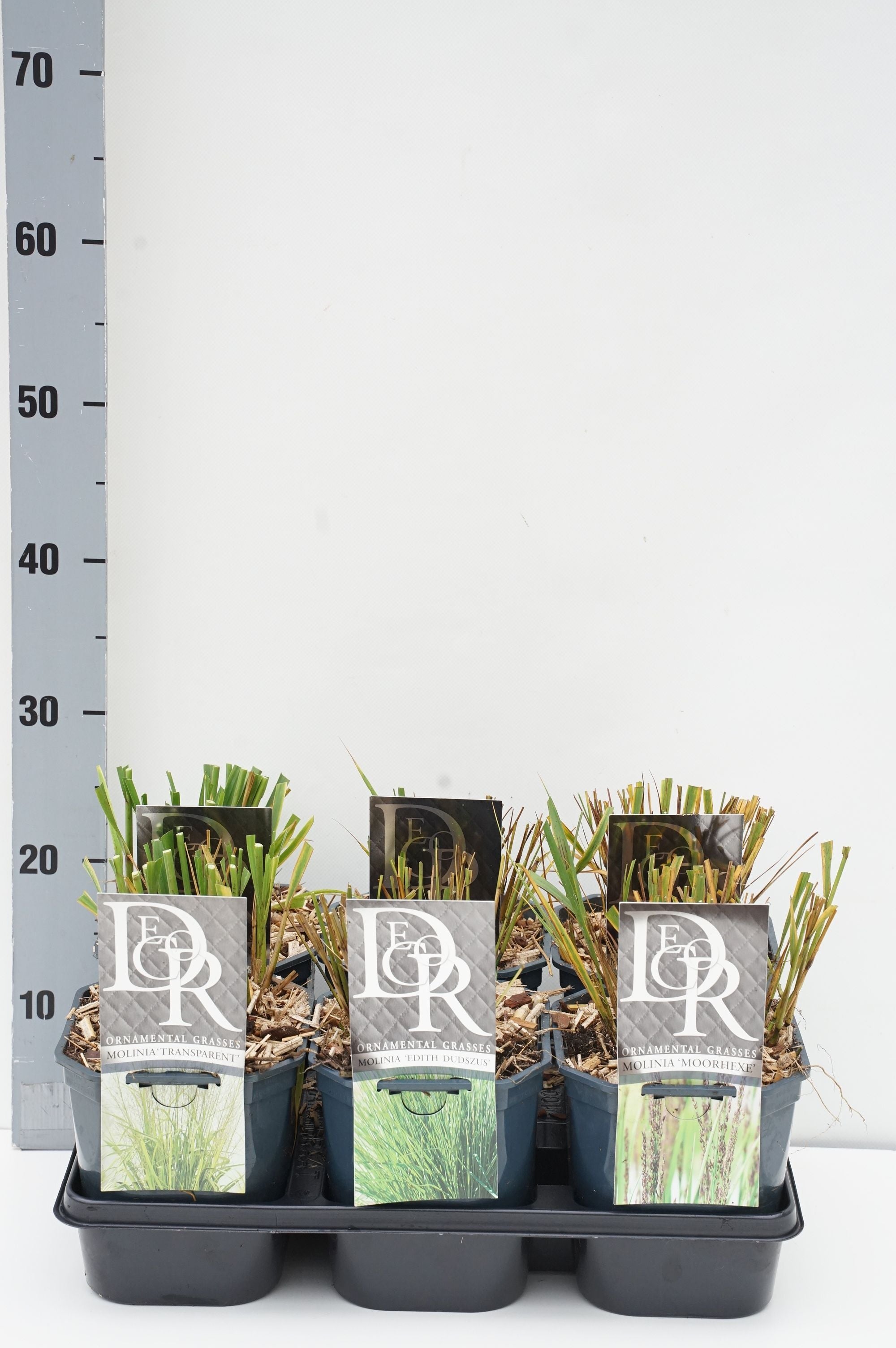 Blåtåtel in cultivars (mix in trays) - C2/P17