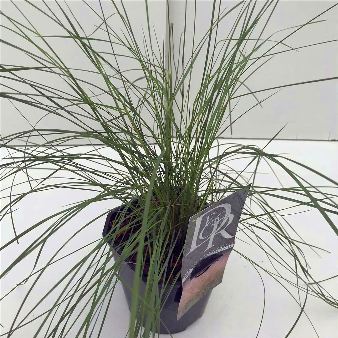 Muhlenbergia capillaris - C2/P17