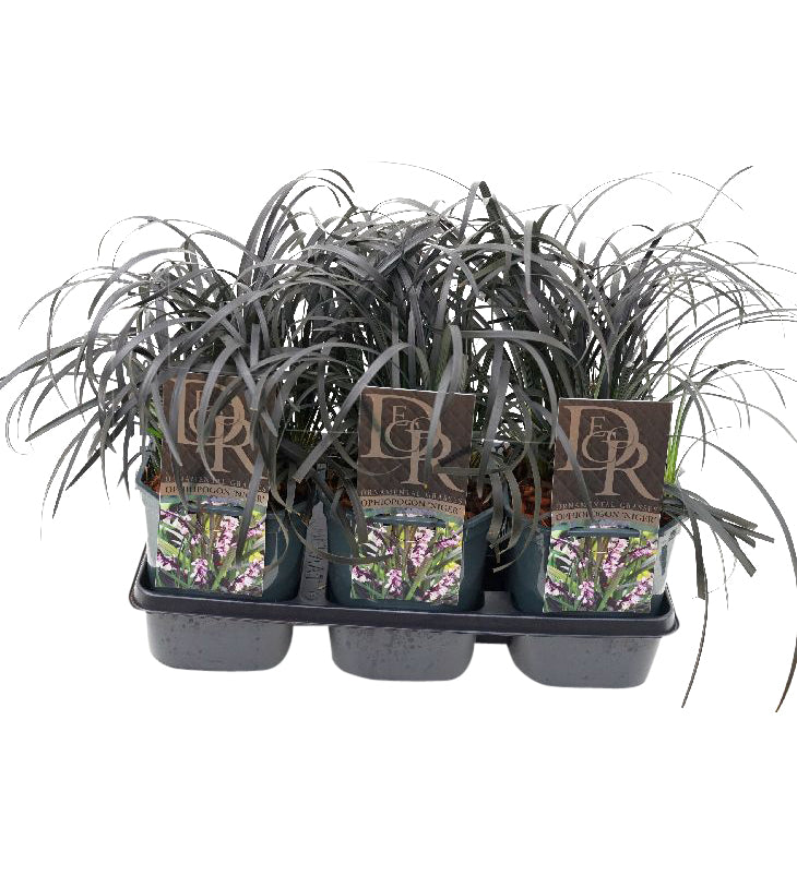 Ophiopogon planiscapus &