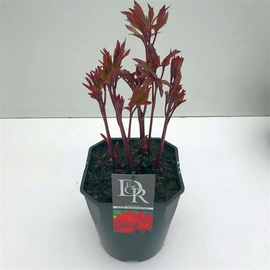 Pion (LD) &
