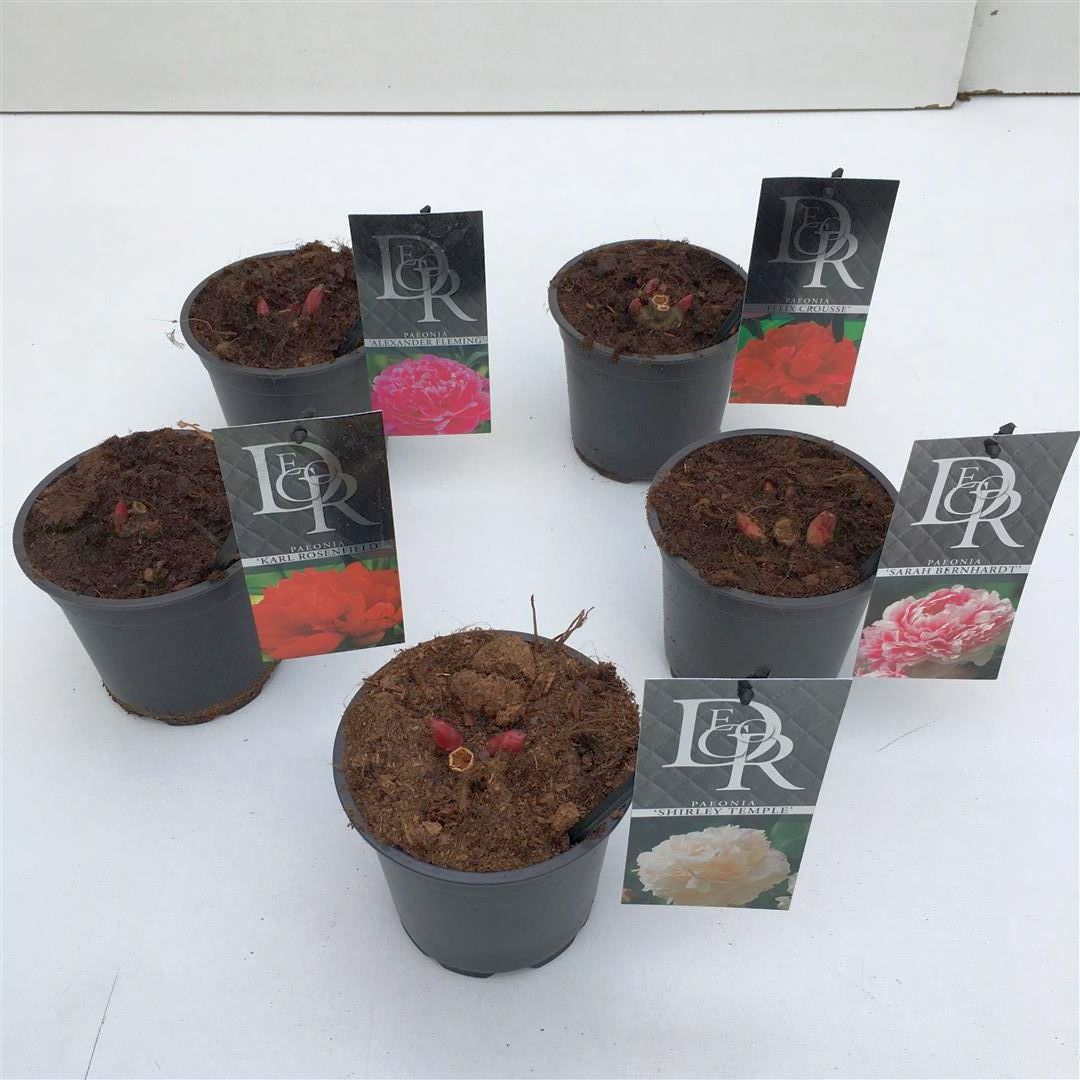 Pion lact. in cultivars - P12