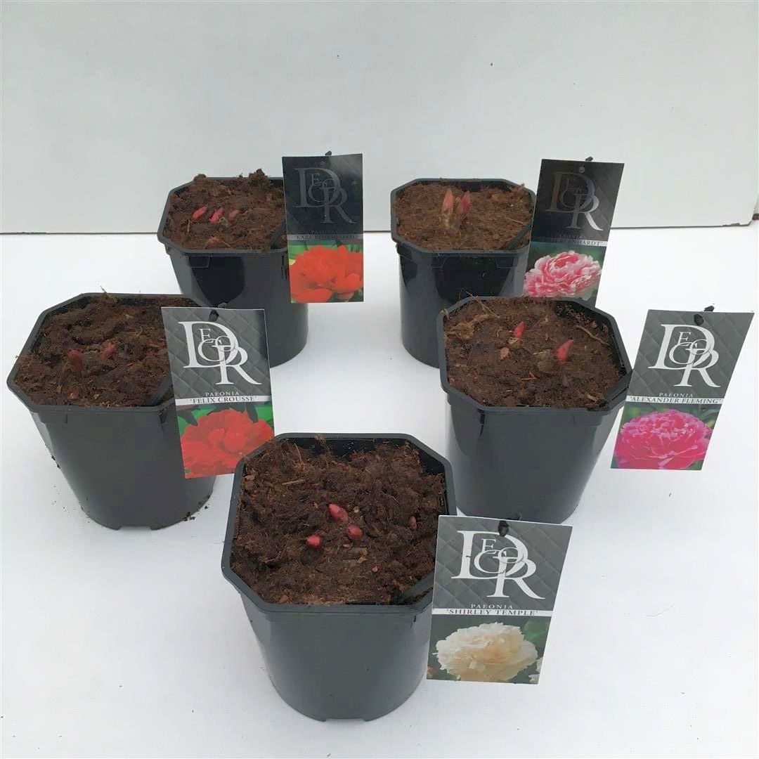 Pion lact. in cultivars - C2/P17