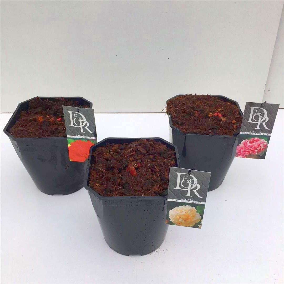 Pion lact. in cultivars - C5/P23