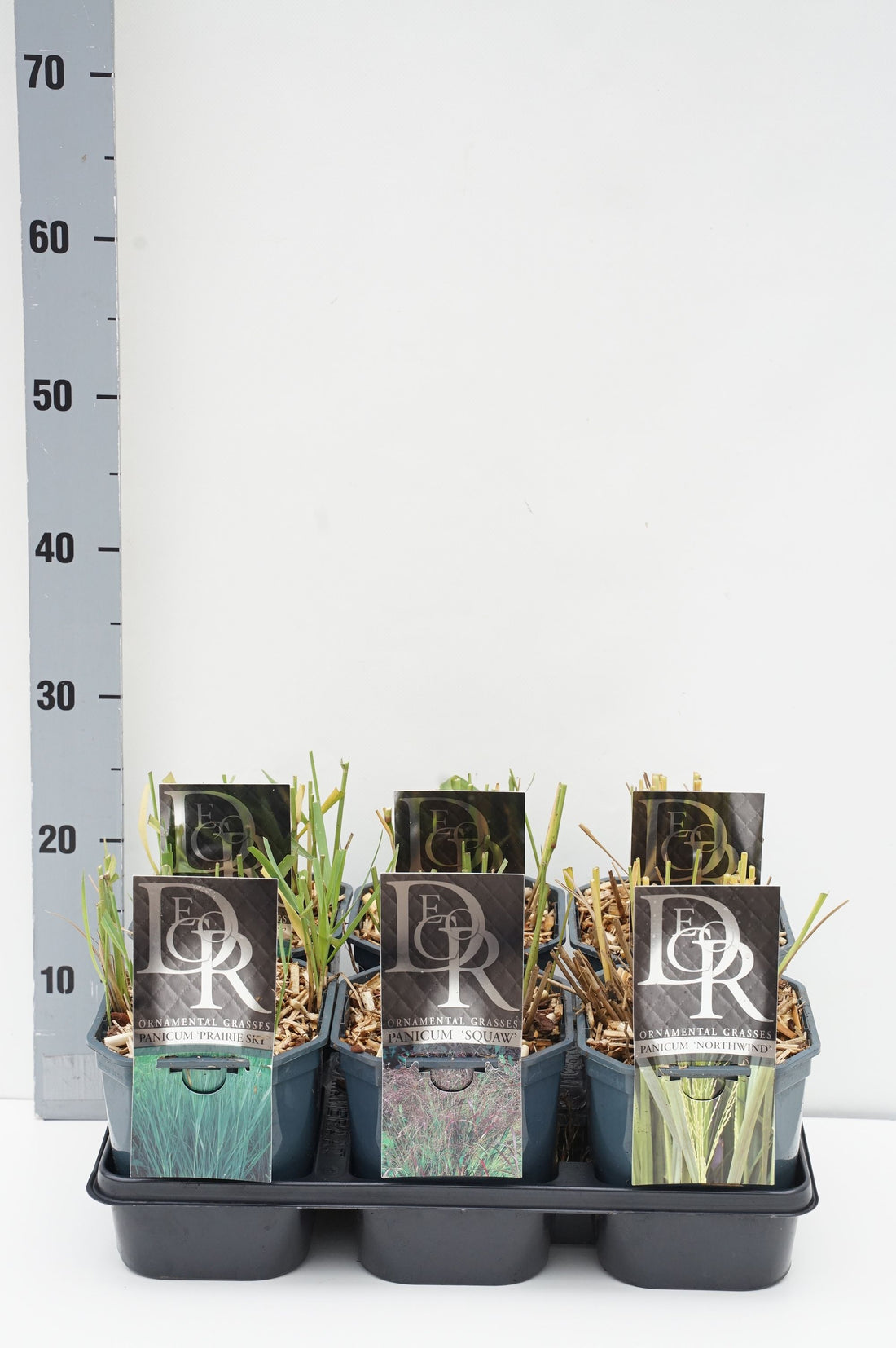 Jungfruhirs in cultivars (mix in trays) - C2/P17